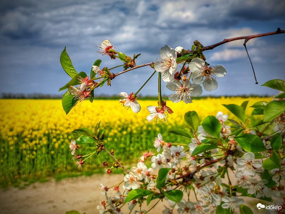 Sokszínű virágzás
