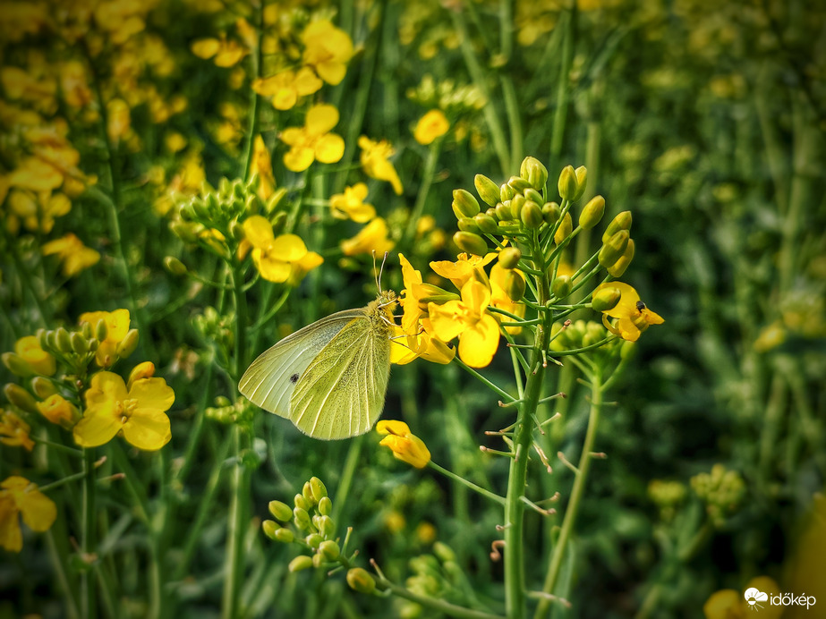 Ő is besegít a munkába