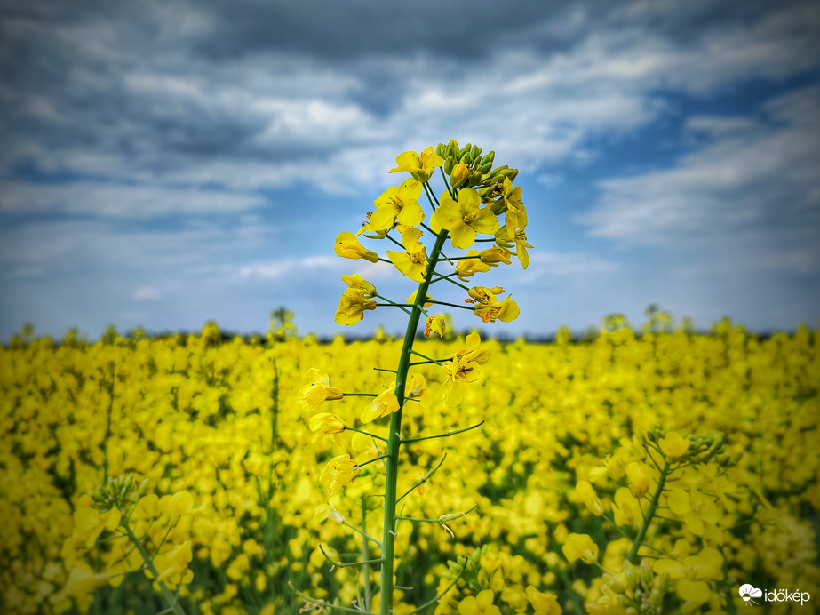 Árnyékban is ragyogó