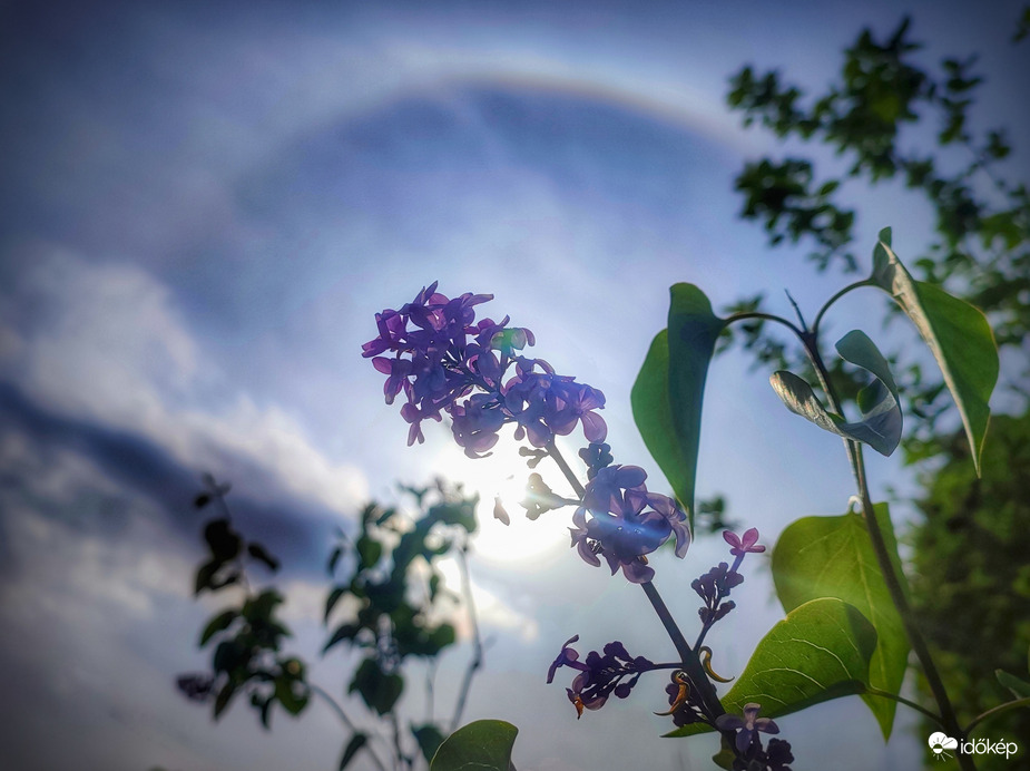 Április végi naphaló részlet orgonával