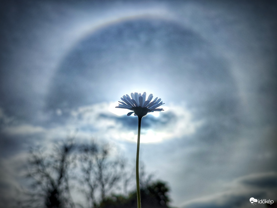 Ékes délutáni dísz