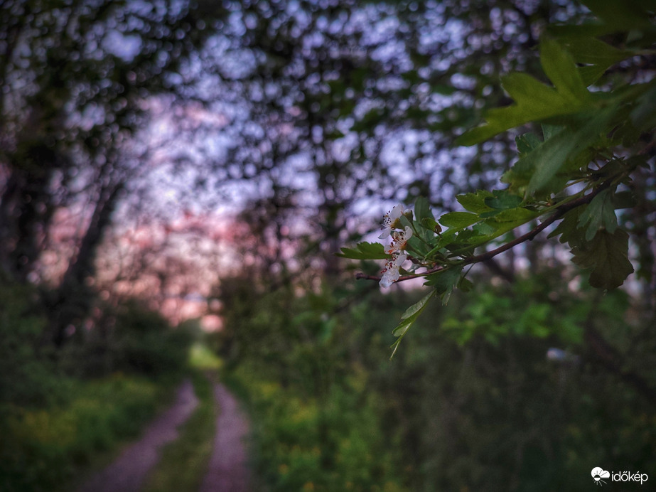 Naplemente fényei az erdőn át