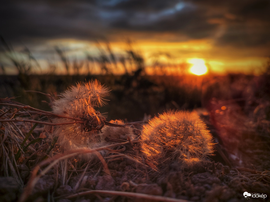 Elesett ejtőernyősök