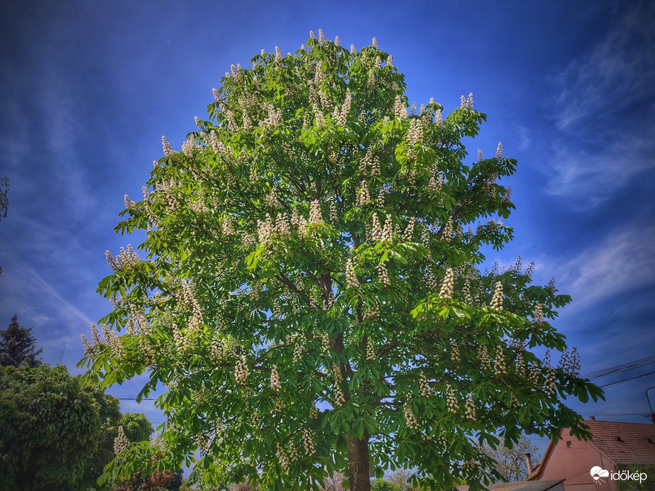 Gesztenye májusi pompája