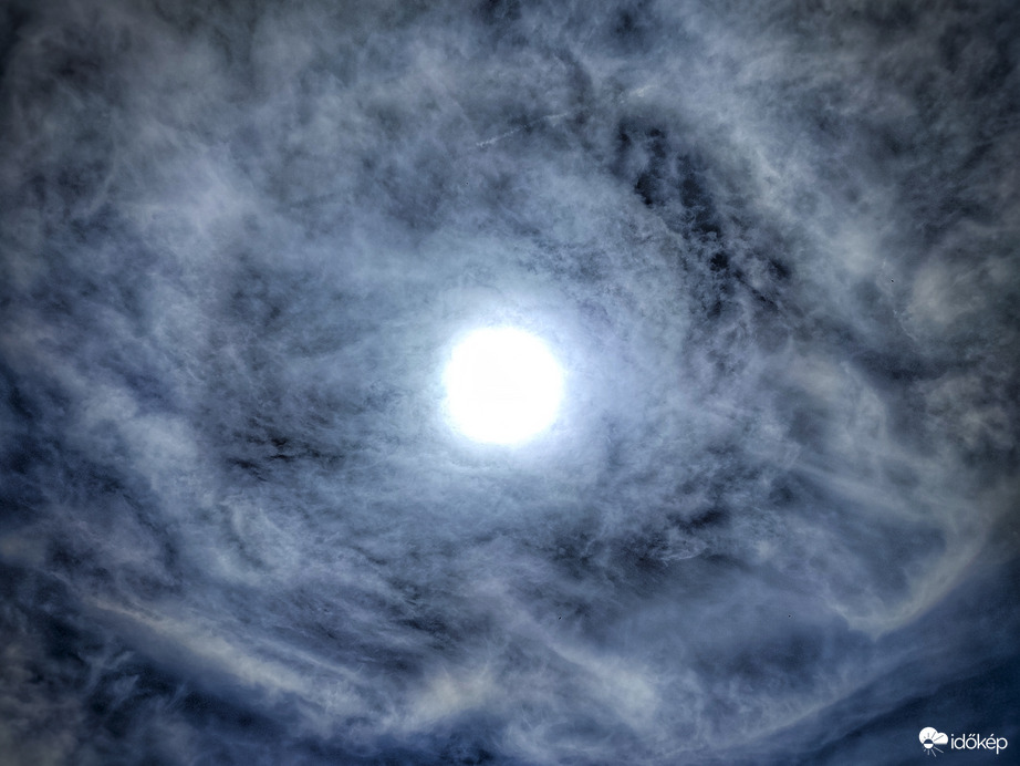 Szégyenlős naphaló május kezdetén