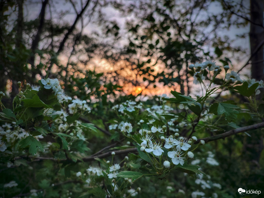 Galagonya virágzása esti megvilágítással