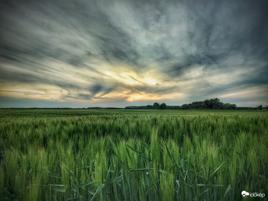 Májusi kalászok tengere