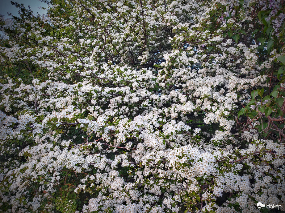 Pompás májusi virágzás