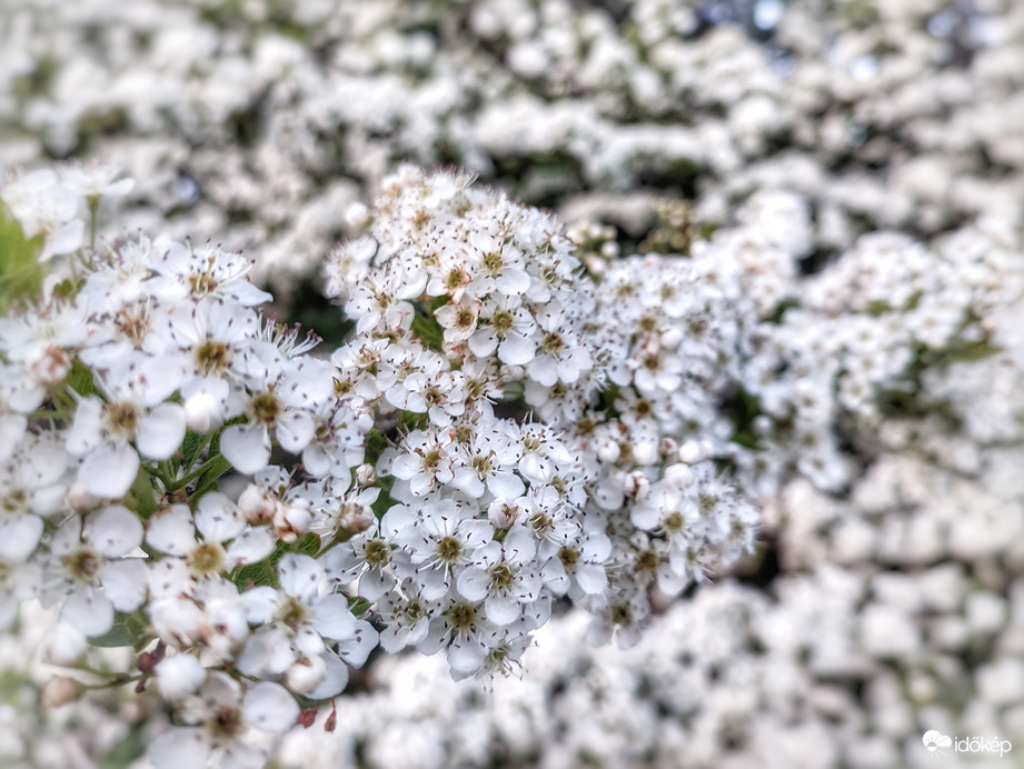 Megannyi apró virág összessége