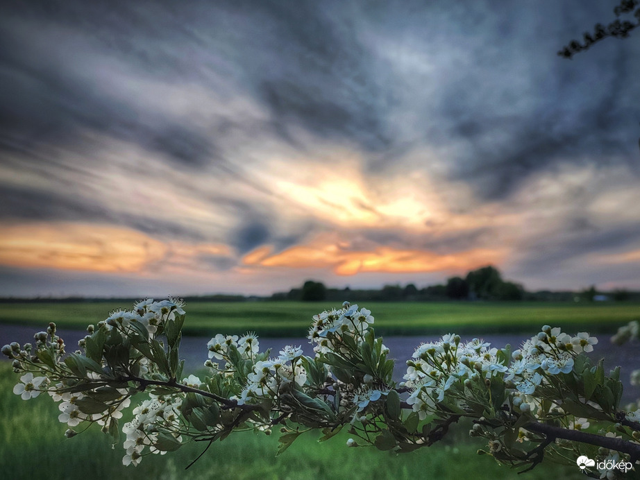 Borús, virágos naplemente