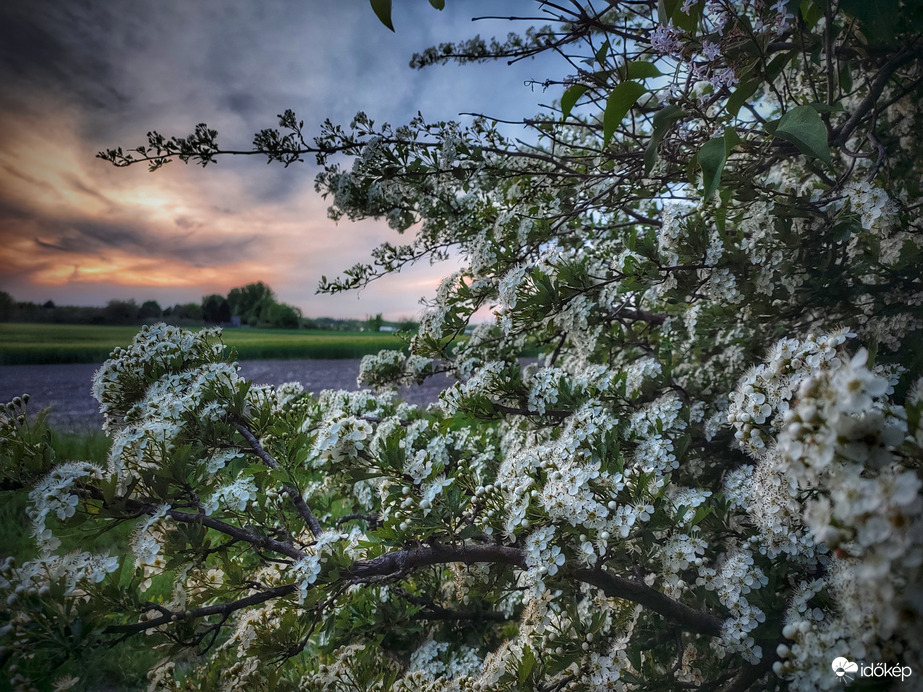 Virágos látvány az aranyat érő májusi eső előtt