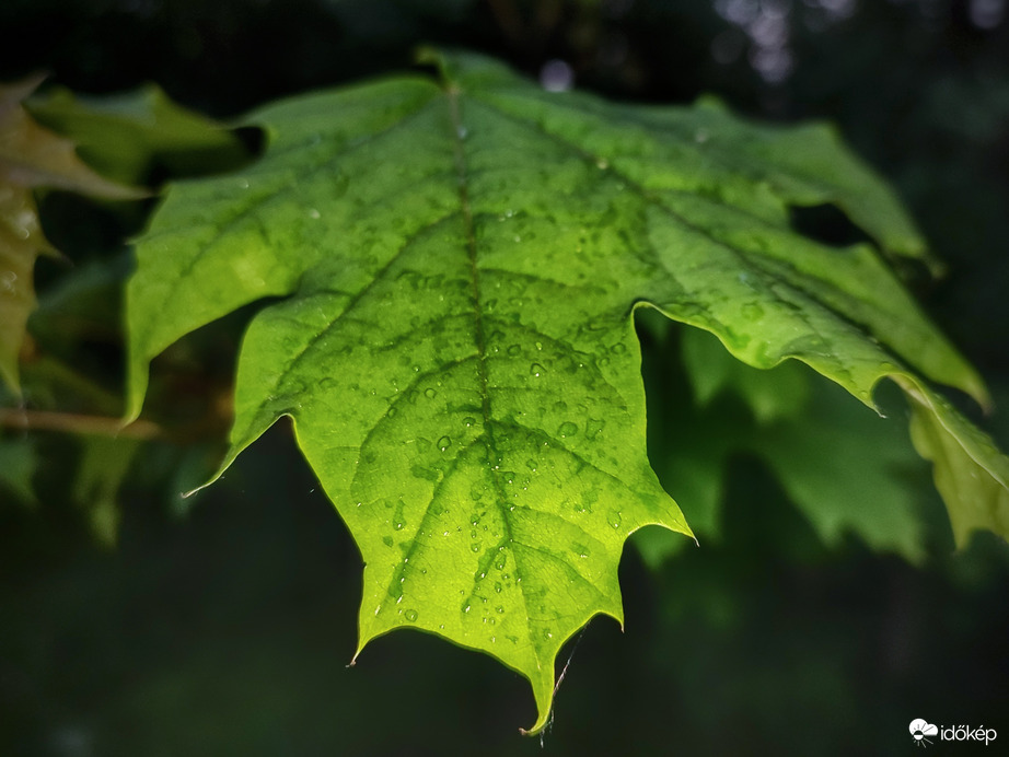 Látszat zápor hozadéka