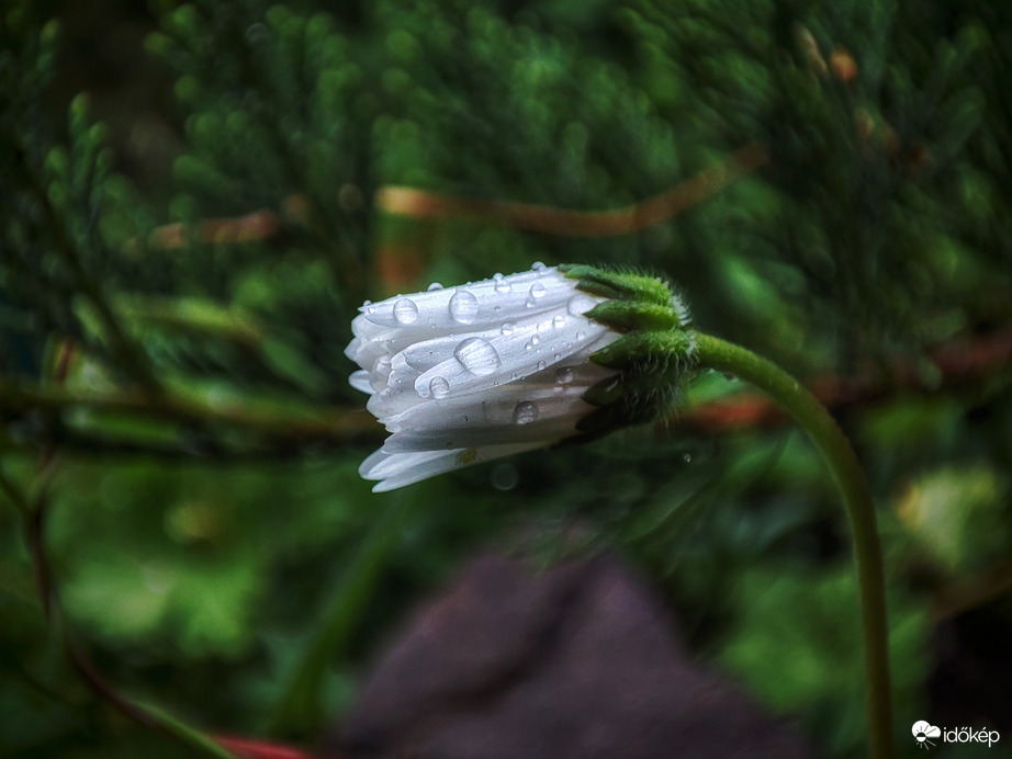 Cseppes, szégyenlős százszorszép