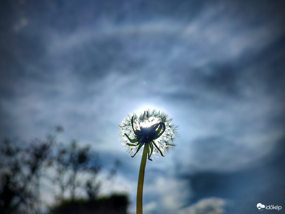 Pitypangos nem túl feltűnő felső érintő ív