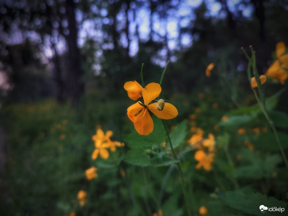 Esti fecskefűs csendélet