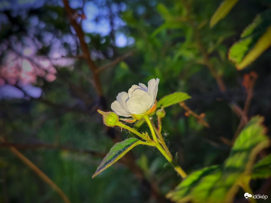 Virágzás az alkony derekán