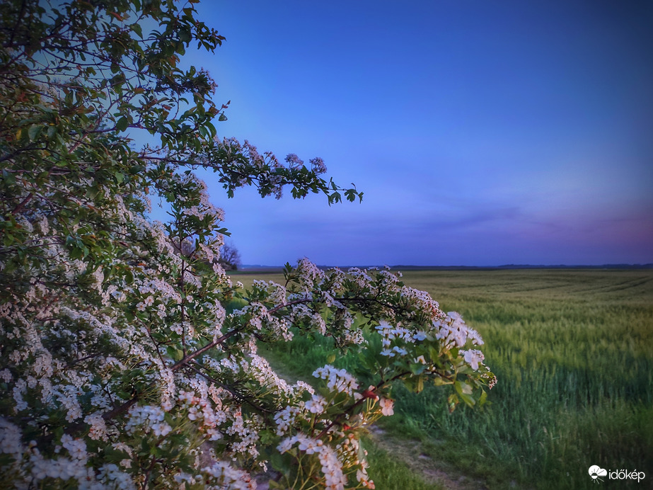 Kékórás szántóföldi csendélet
