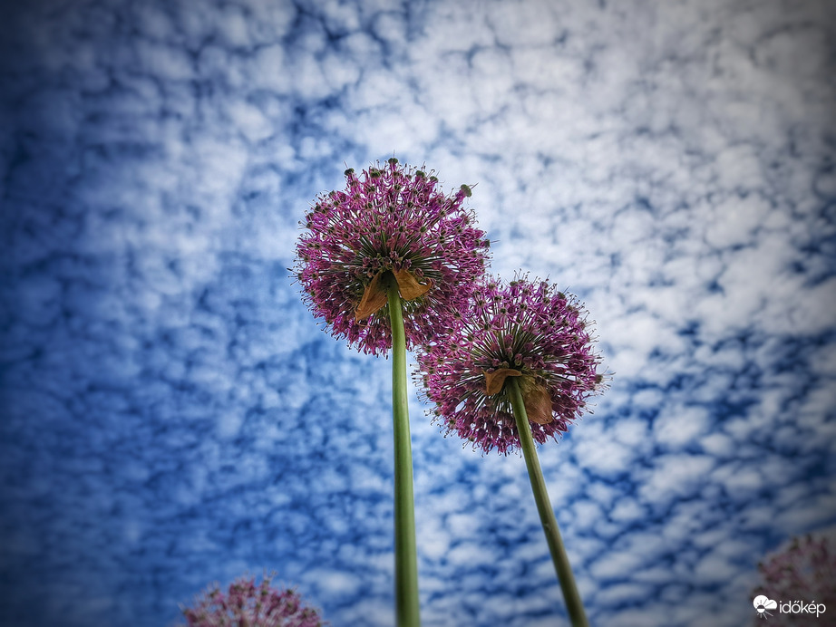 Díszhagyma bárányokkal