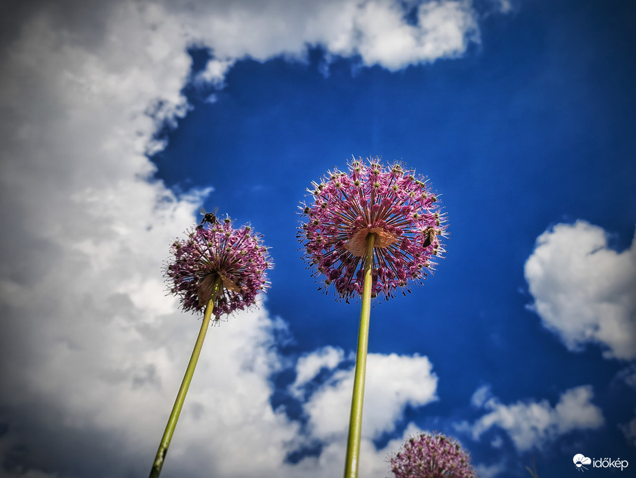 Bárányok után erőlködő gomolyok