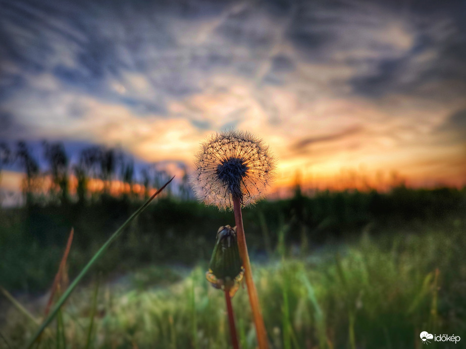 Naplemente bóbitája