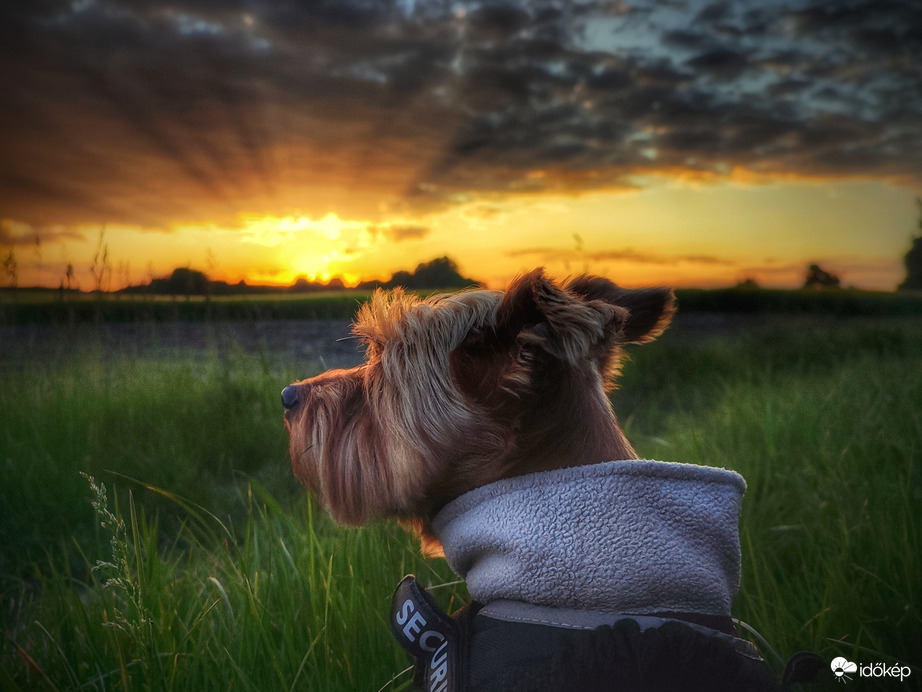 Májusi merengő Mazsola