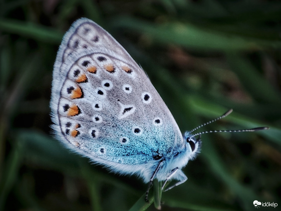 Esti meglepetés boglárka az eső előtt