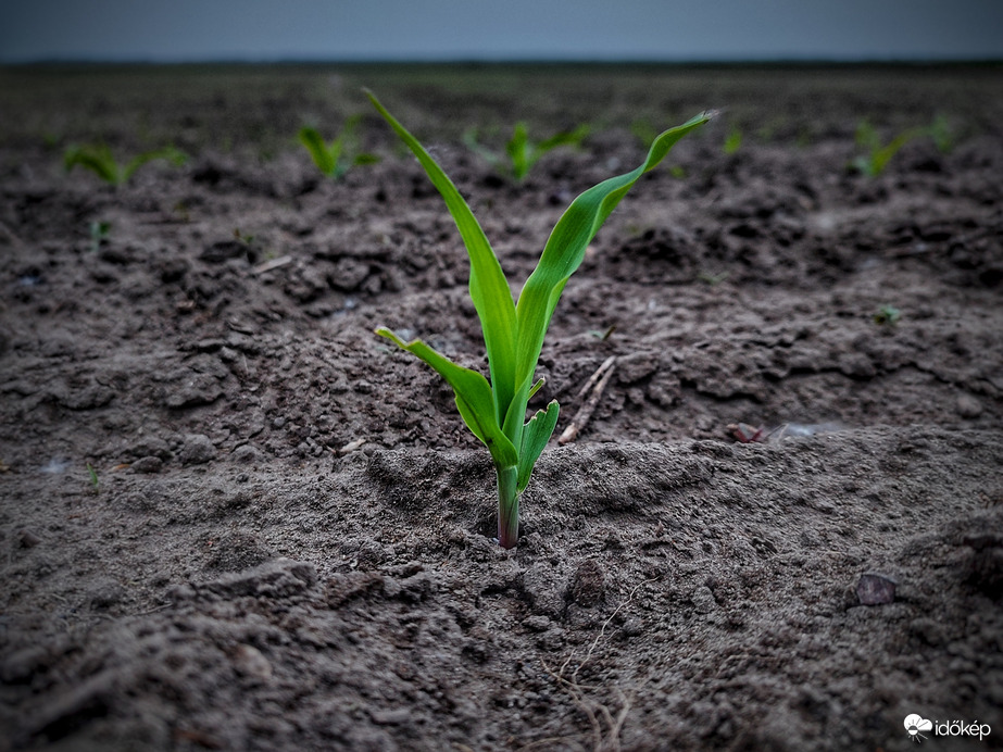 Minden csepp aranyat ér