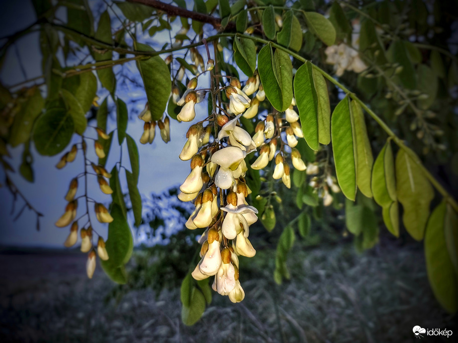 Akác virágzása a csepergő esőben