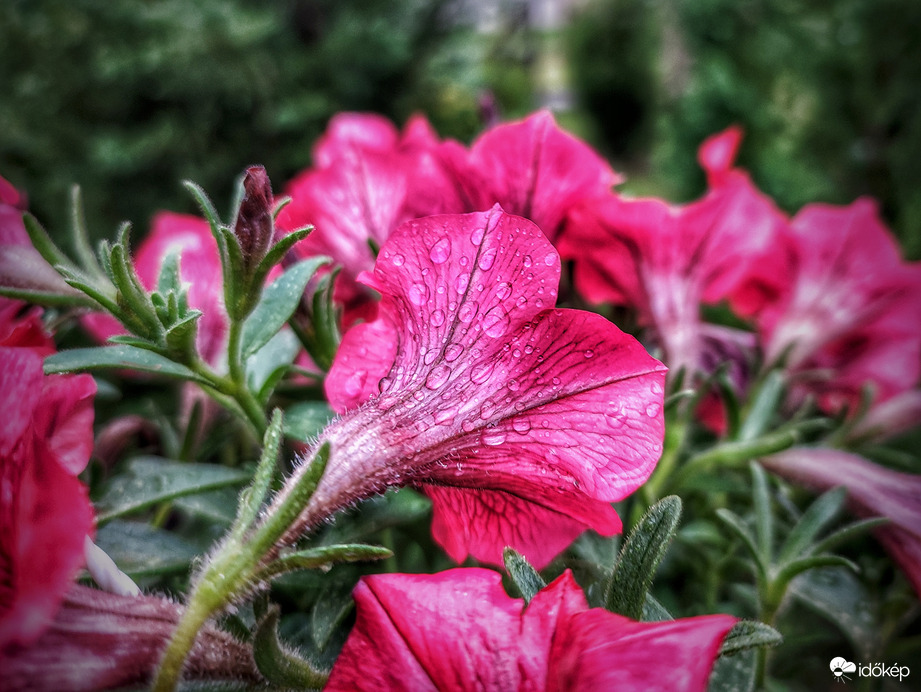 Cseppekkel teljes az esős hangulat