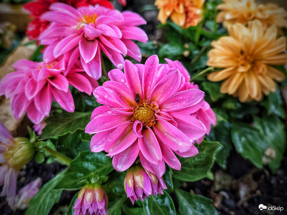 Színek az áztató esőben