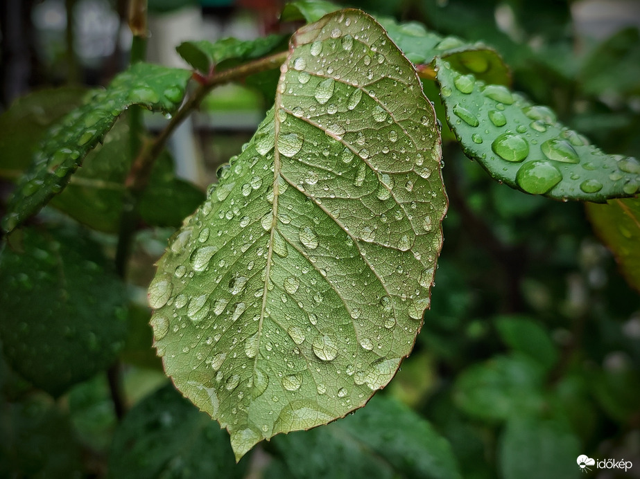 Rózsa levele esős időben