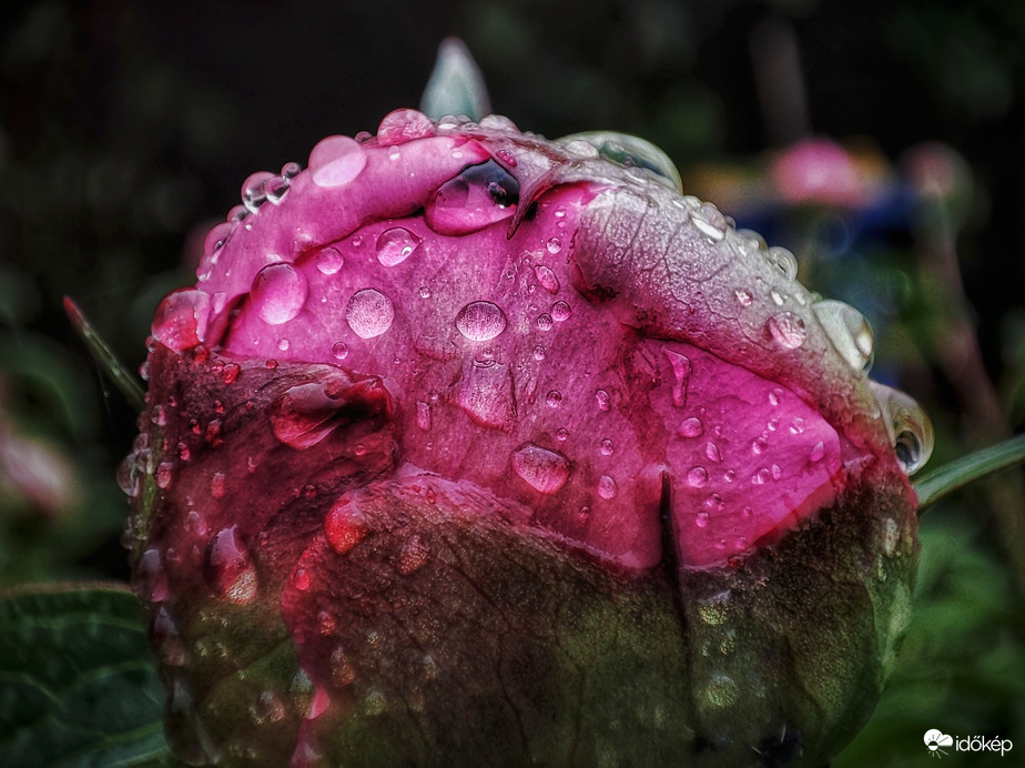 Pünkösdi rózsa cseppes bimbója