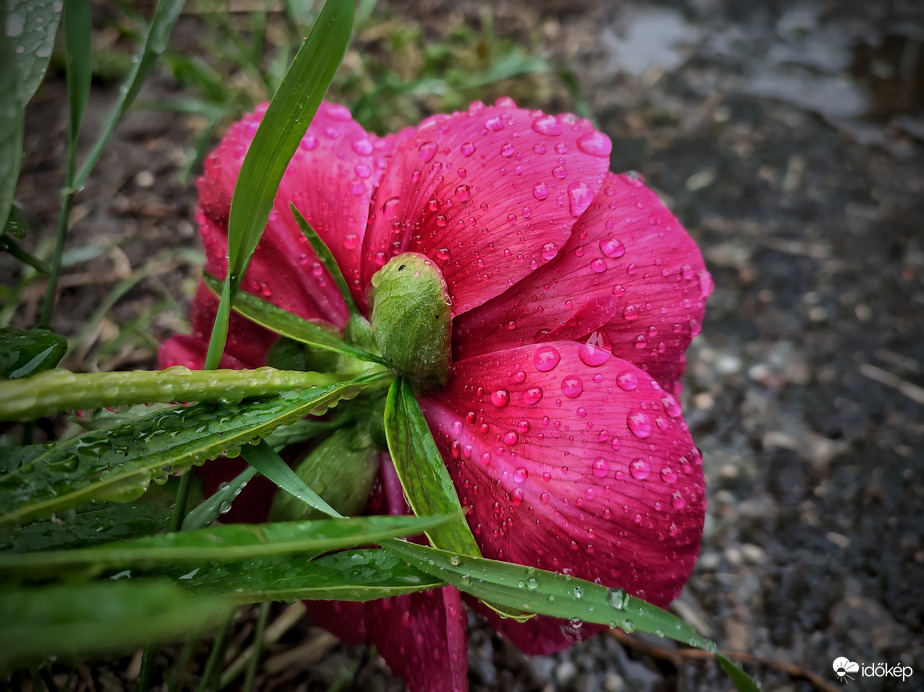 Esőben lekonyuló pünkösdi rózsa