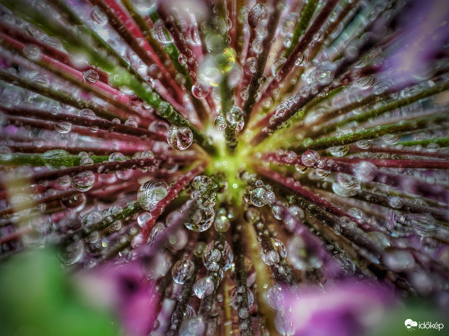 Utazás a díszhagyma középpontja felé