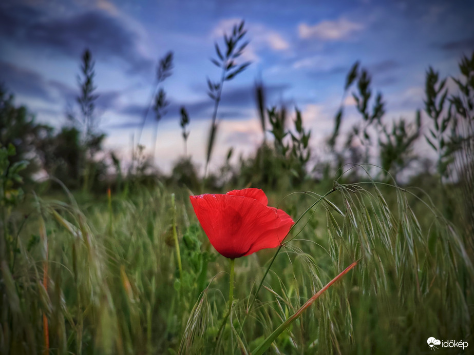 Pipacs história kezdetén