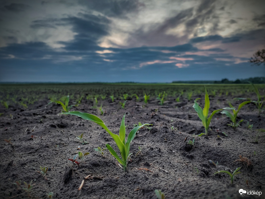 Tegnapi éltető eső után