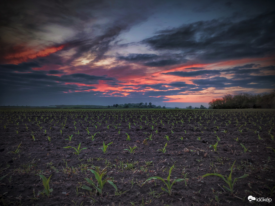 Naplemente a cseperedőkkel