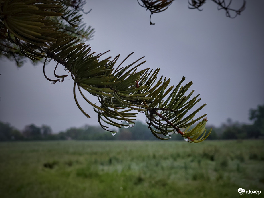 Cseppekben, párában gazdag reggel