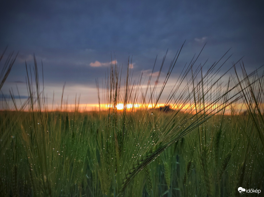 Cseppekkel gazdagított kalászok