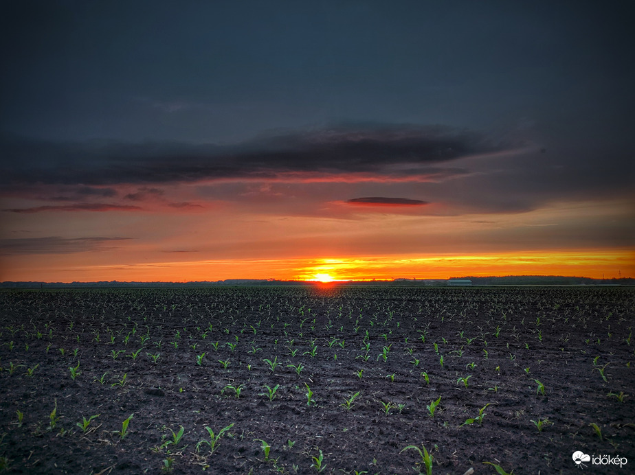 Csemeték a naplementében