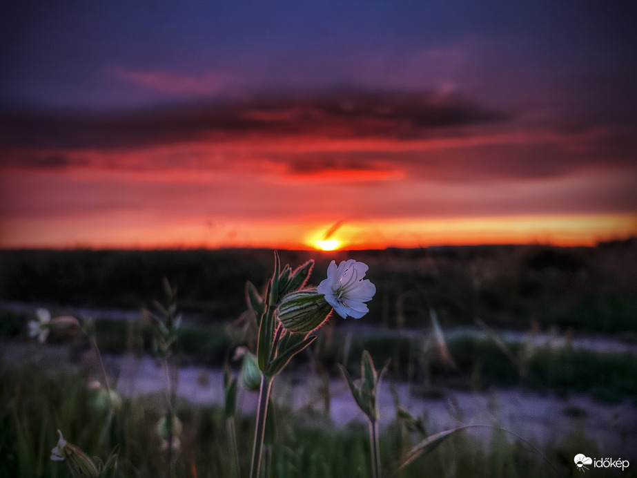 Mécsvirág az alkony hevében