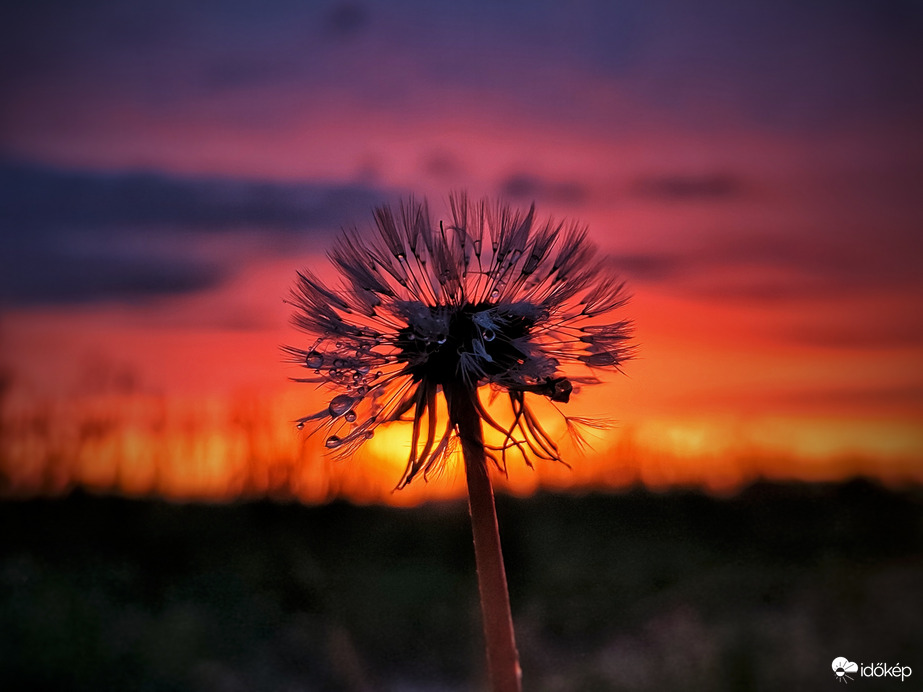 Szomorú pitypang a fényáradatban