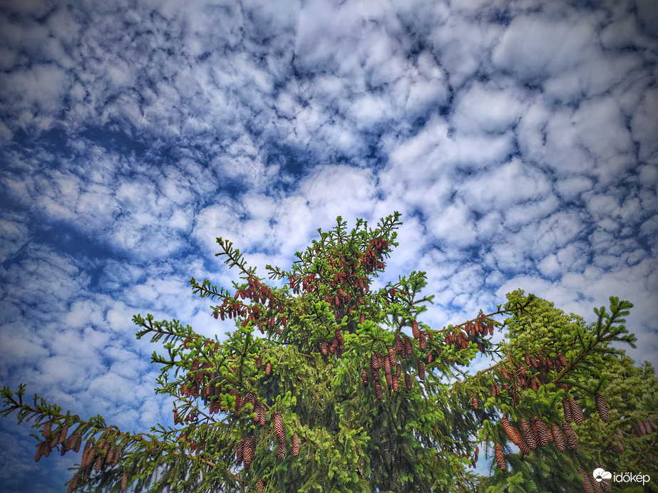 Tobozos fenyves báránykákkal