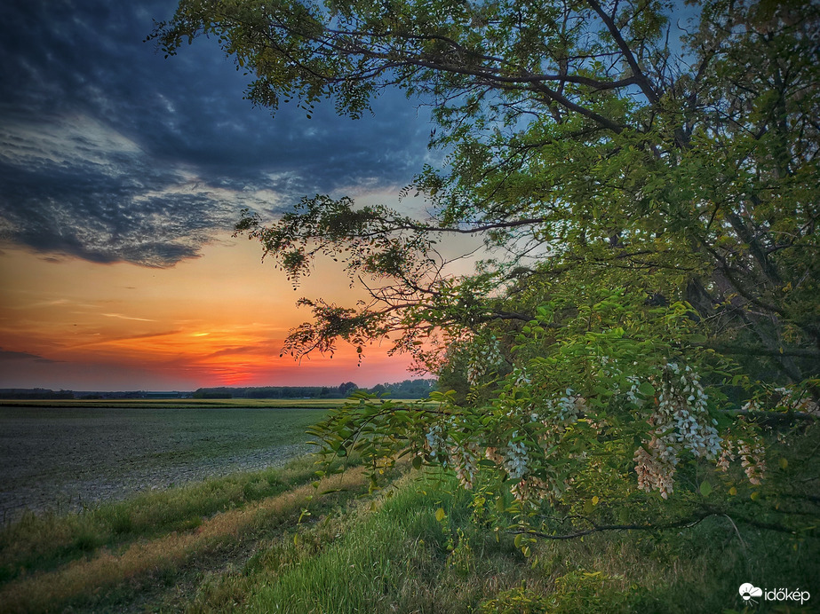 Alkonyat a virágzó akácokkal
