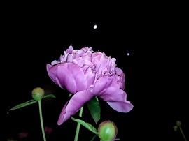 Pünkösdi rózsa a Hold és a Vénusz sziluettjével