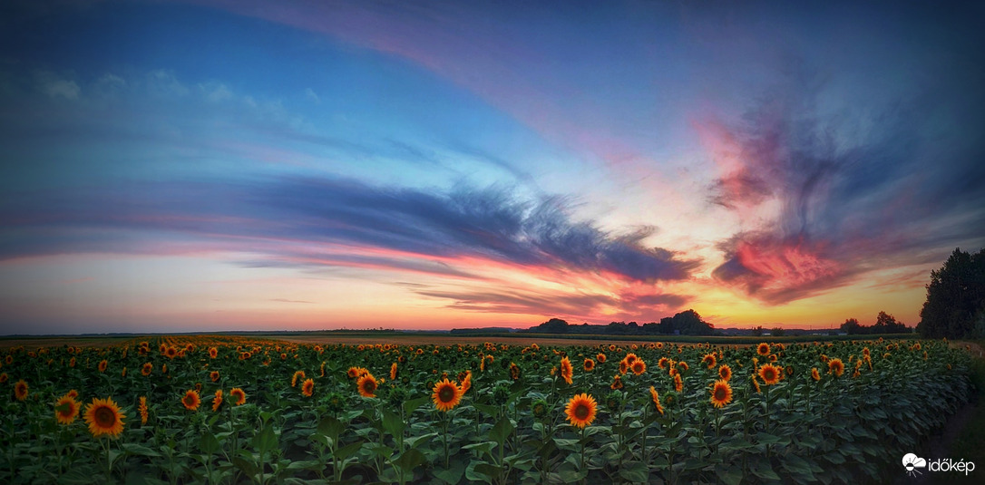 Panoráma az alkonyati napraforgókról
