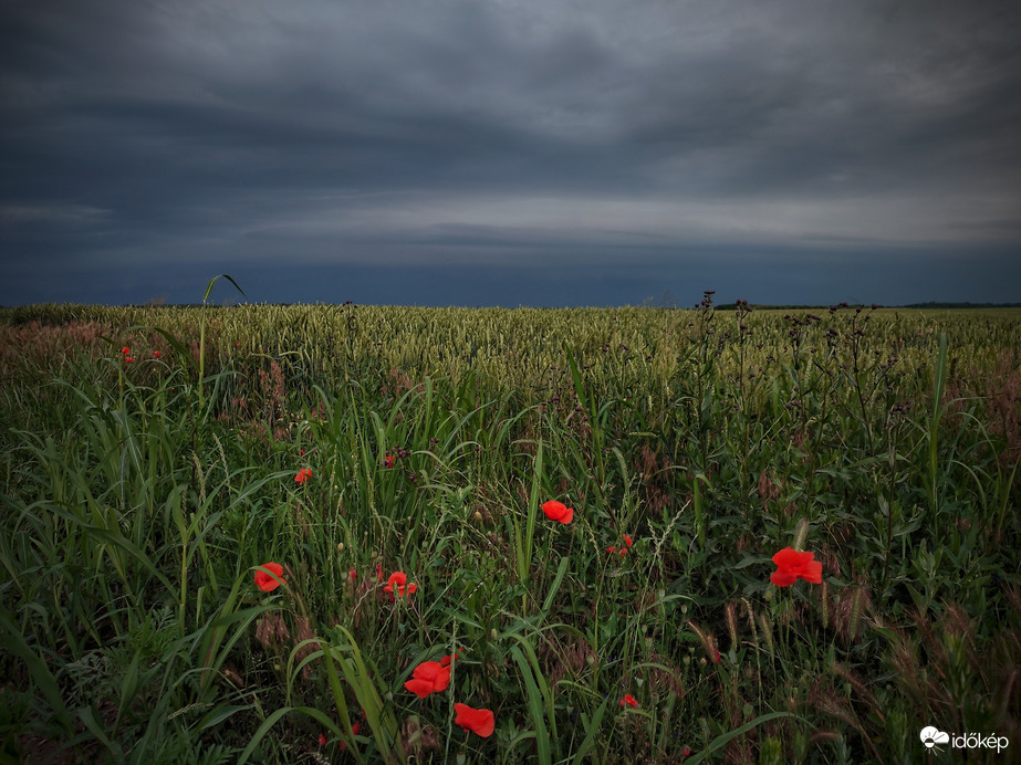 Pipacsos vihar várás