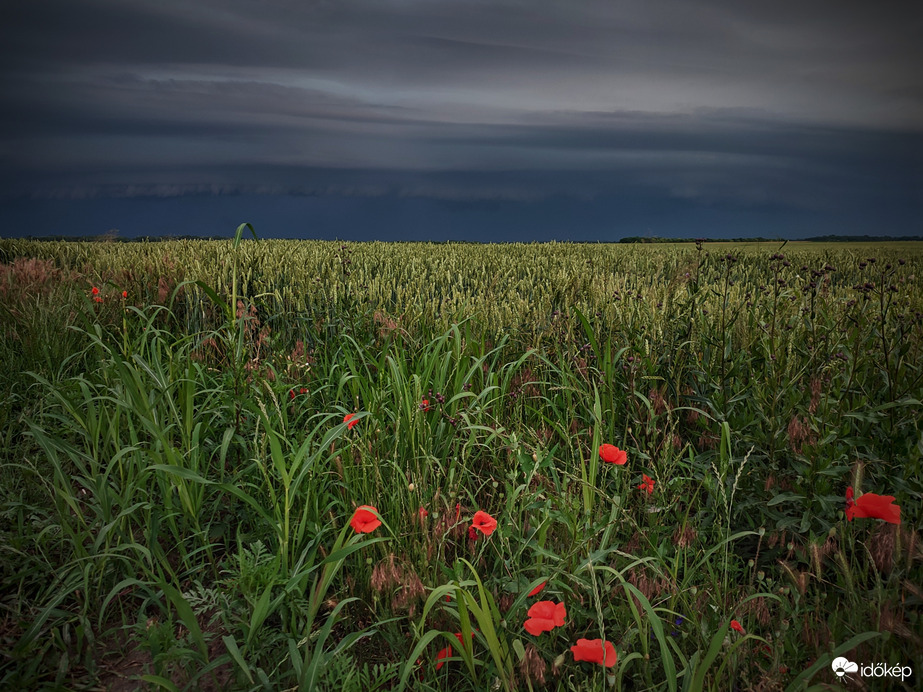 Pipacsok és az érkező peremfelhős zivatarlánc