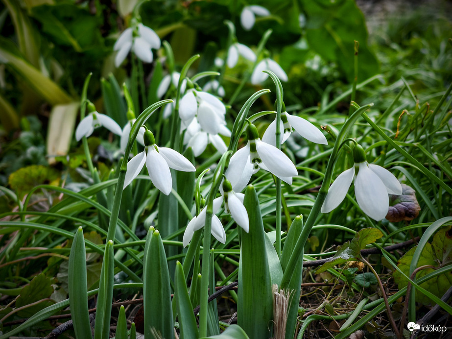 Borúban is ragyogó hóvirágok