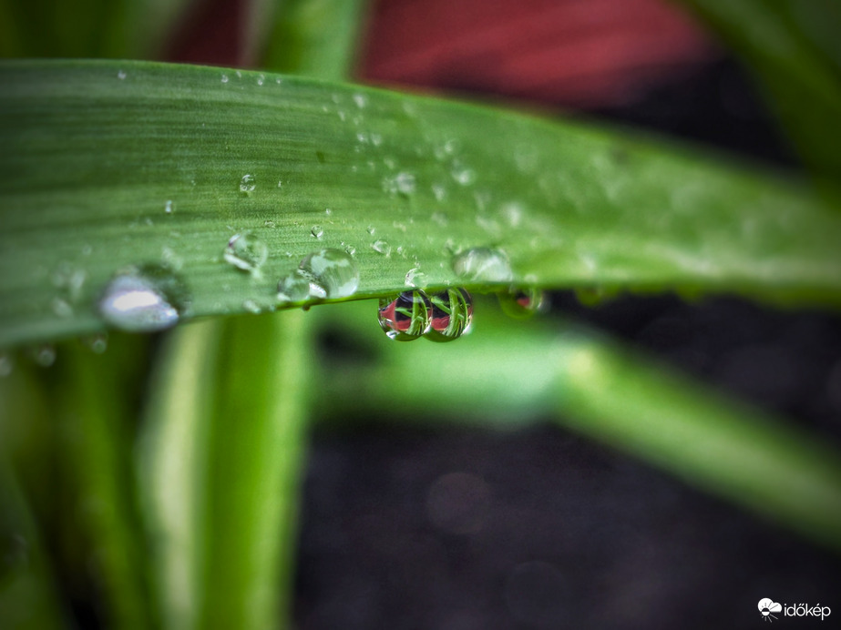 Éltető tavaszi eső